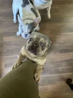Beastie Neutered, a male French Bulldog for sale in Galion, OH – 4 of 5