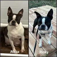 Dottie AKC , a female Boston Terrier for sale in Galion, OH – 8 of 8