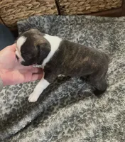 Bison, a male Boston Terrier for sale in Galion, OH – 4 of 10