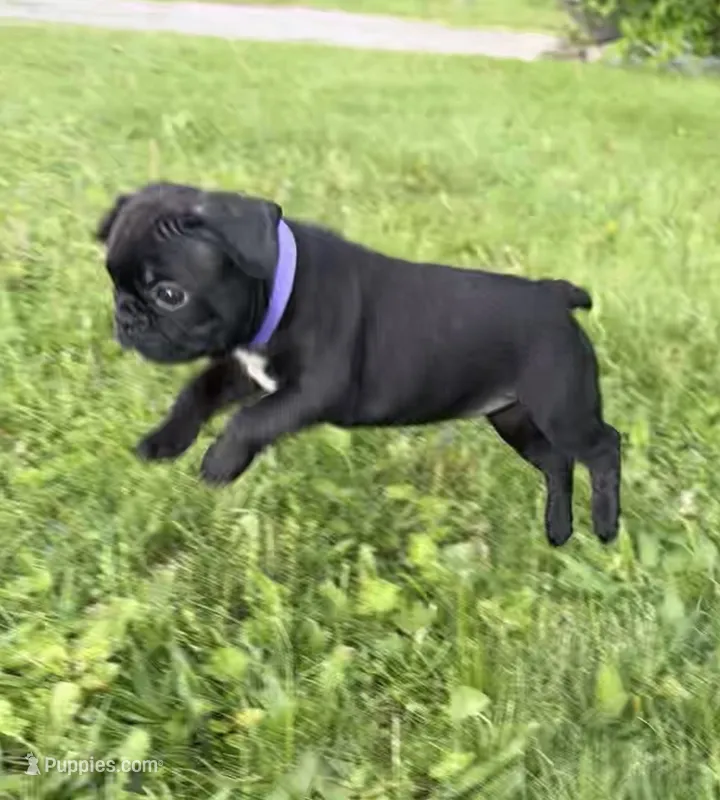 Remi – Frenchton puppy for sale in Galion, OH