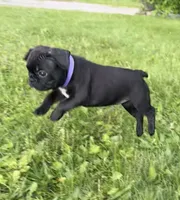 Remi, a female Frenchton for sale in Galion, OH – 1 of 9