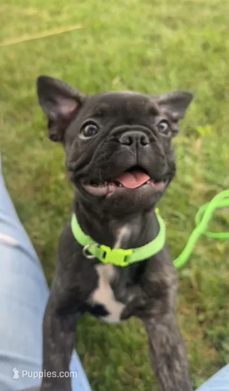 Zeke – Boston Terrier, French Bulldog puppy for sale in Galion, OH