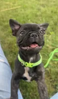 Zeke, a male Boston Terrier and French Bulldog for sale in Galion, OH – 1 of 10
