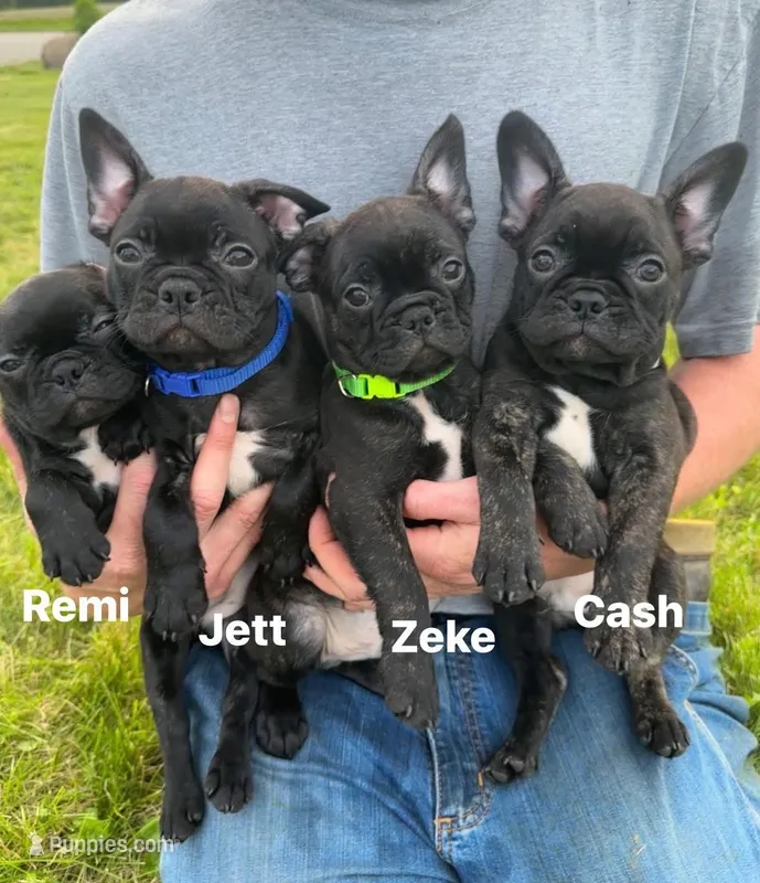 Cash – Frenchton puppy for sale in Galion, OH