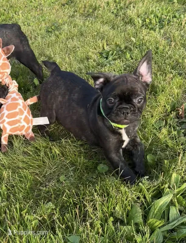 Zeke – Boston Terrier, French Bulldog puppy for sale in Galion, OH