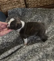 Bison, a male Boston Terrier for sale in Galion, OH – 5 of 10