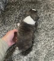 Bison, a male Boston Terrier for sale in Galion, OH – 3 of 10