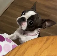 Spayed 11lb adult F , a female Boston Terrier for sale in Galion, OH – 3 of 8