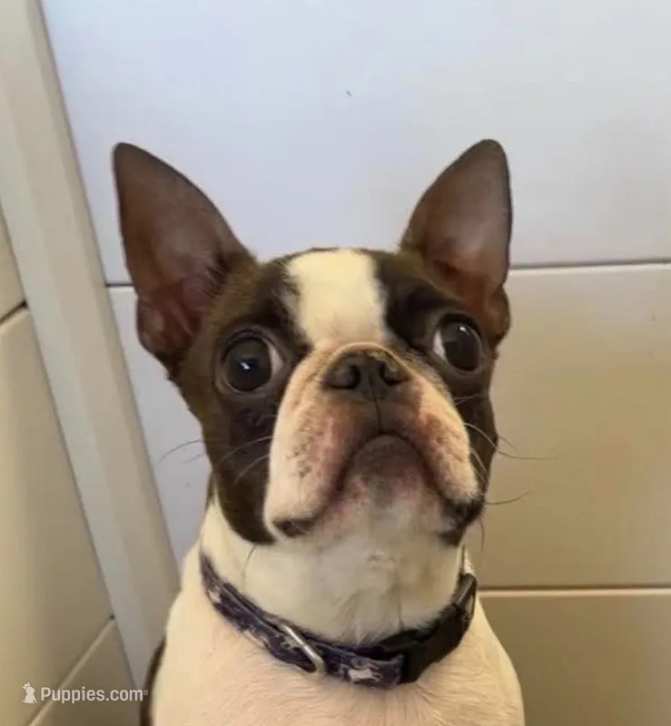 Spayed 11lb adult F  – Boston Terrier puppy for sale in Galion, OH