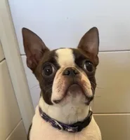 Spayed 11lb adult F , a female Boston Terrier for sale in Galion, OH – 1 of 8