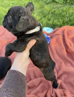 Cash, a male Frenchton for sale in Galion, OH – 5 of 10