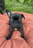 Cash, a male Frenchton for sale in Galion, OH – 6 of 10