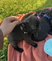 Cash, a male Frenchton for sale in Galion, OH – 10 of 10