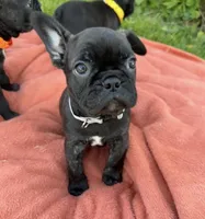 Cash, a male Frenchton for sale in Galion, OH – 1 of 10