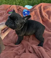 Cash, a male Frenchton for sale in Galion, OH – 4 of 10