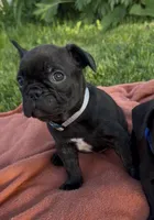 Cash, a male Frenchton for sale in Galion, OH – 2 of 10