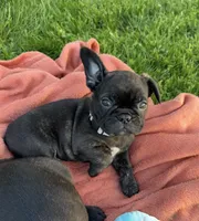 Cash, a male Frenchton for sale in Galion, OH – 7 of 10