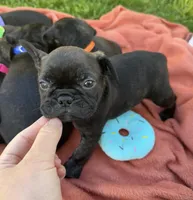 Cash, a male Frenchton for sale in Galion, OH – 9 of 10