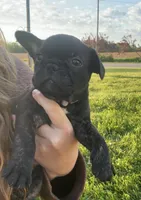 Cash, a male Frenchton for sale in Galion, OH – 8 of 10