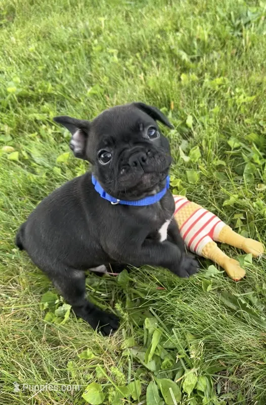 Jett – Boston Terrier, French Bulldog puppy for sale in Galion, OH