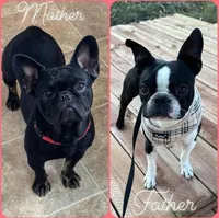 Zeke, a male Boston Terrier and French Bulldog for sale in Galion, OH – Photo 4 of 4