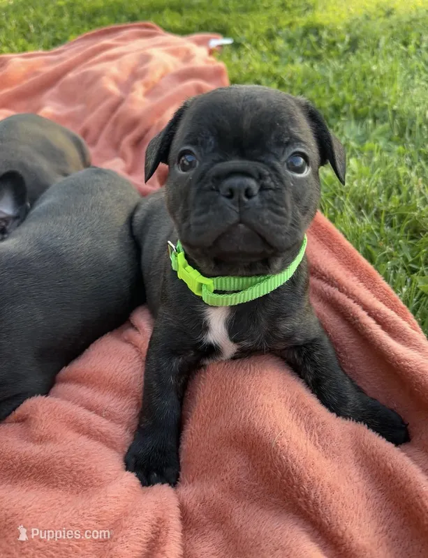 Zeke – Boston Terrier, French Bulldog puppy for sale in Galion, OH