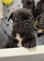 Zeke, a male Boston Terrier and French Bulldog for sale in Galion, OH – Photo 1 of 4