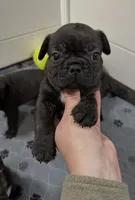 Zeke, a male Boston Terrier and French Bulldog for sale in Galion, OH – Photo 3 of 4