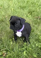 Remi, a female Frenchton for sale in Galion, OH – 2 of 9