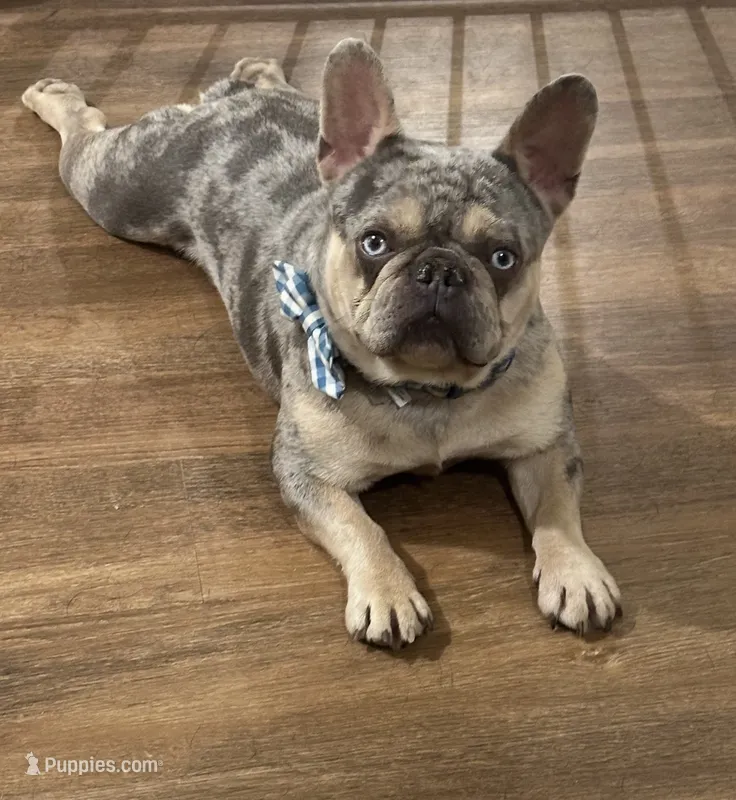 Beastie Neutered – French Bulldog puppy for sale in Galion, OH