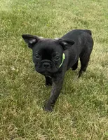 Zeke, a male Boston Terrier and French Bulldog for sale in Galion, OH – 8 of 10
