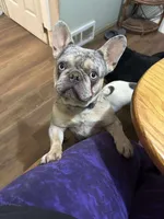 Beastie Neutered, a male French Bulldog for sale in Galion, OH – 3 of 5