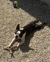 Dottie AKC , a female Boston Terrier for sale in Galion, OH – 7 of 8