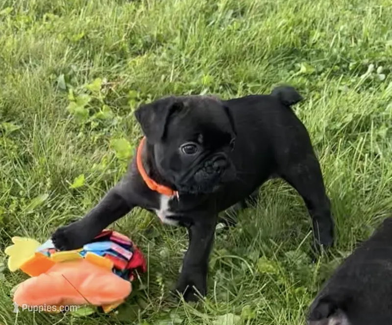 Rocco – Boston Terrier, French Bulldog puppy for sale in Galion, OH