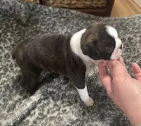 Bison, a male Boston Terrier for sale in Galion, OH – 2 of 10