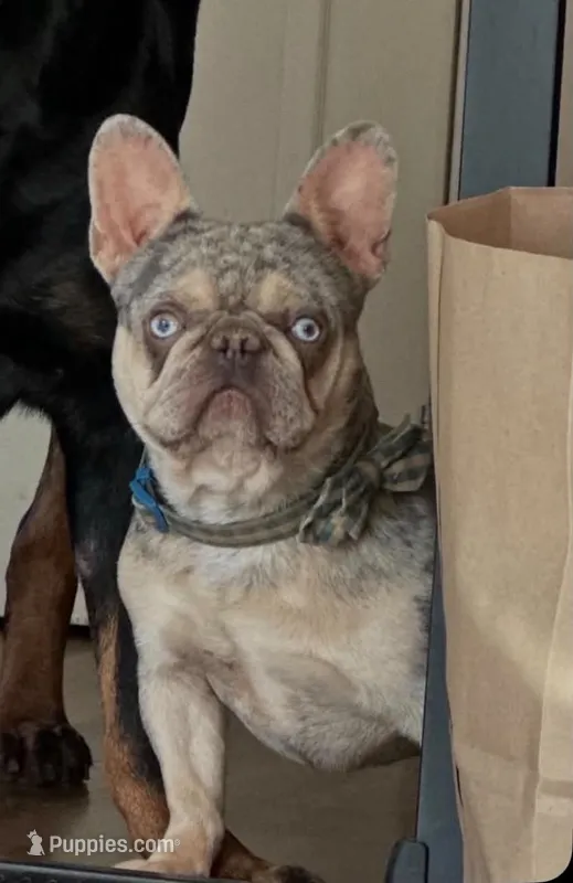 Beastie Neutered – French Bulldog puppy for sale in Galion, OH