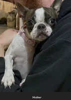 Bison, a male Boston Terrier for sale in Galion, OH – 10 of 10