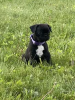 Remi, a female Frenchton for sale in Galion, OH – 4 of 9