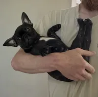 Zeke, a male Frenchton for sale in Galion, OH – 2 of 9