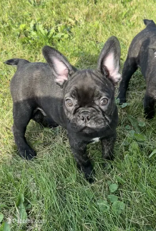 Cash – Frenchton puppy for sale in Galion, OH