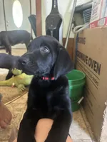 Vader , a male Labrador Retriever for sale in Severy, KS – 7 of 10