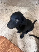 Vader , a male Labrador Retriever for sale in Severy, KS – 9 of 10
