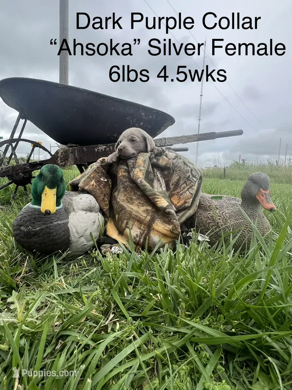 “Ahsoka” Silver – Labrador Retriever puppy for sale in Severy, KS