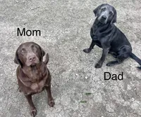 Skywalker Charcoal, a male Labrador Retriever for sale in Severy, KS – 3 of 8