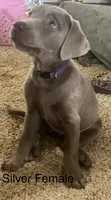 “Ahsoka” Silver, a female Labrador Retriever for sale in Severy, KS – 4 of 8