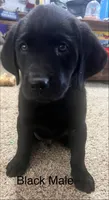 Vader , a male Labrador Retriever for sale in Severy, KS – 3 of 10