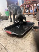 Skywalker Charcoal, a male Labrador Retriever for sale in Severy, KS – 8 of 8