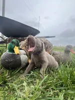 “Ahsoka” Silver, a female Labrador Retriever for sale in Severy, KS – 5 of 8