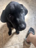 Vader , a male Labrador Retriever for sale in Severy, KS – 8 of 10