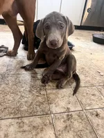 “Ahsoka” Silver, a female Labrador Retriever for sale in Severy, KS – 7 of 8